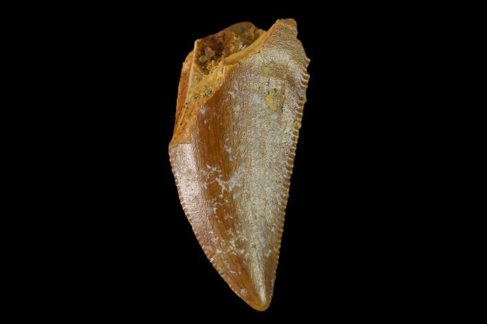 Serrated, Raptor Tooth - Real Dinosaur Tooth #137204
